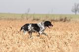 SETTER ANGLAIS 100